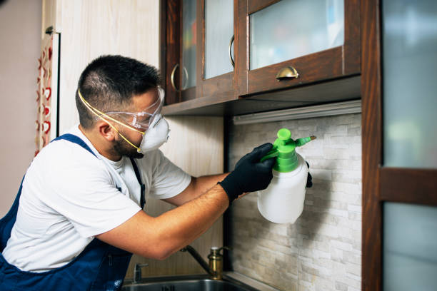 Best Wasp Removal Services  in Spring City, TN