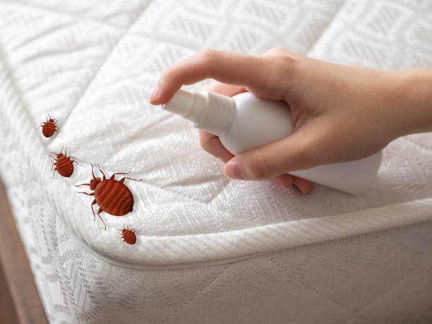 Best Mosquito Control Services  in Spring City, TN