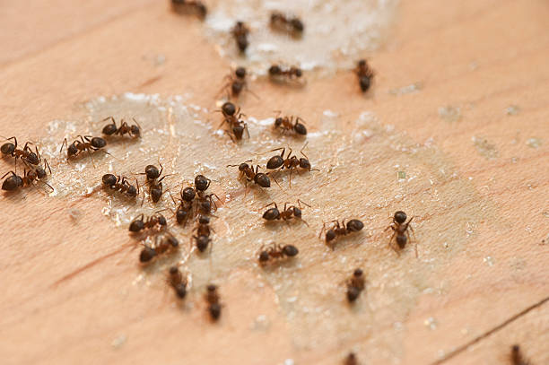 Best Pest Inspection Near Me  in Spring City, TN
